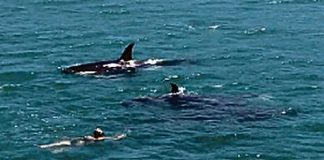 Nelson man Sam Wild, 21, faced a $10,000 fine for swimming with orca whales in Wellington last week. Insert: a picture taken of Sam in the water with the orcas.