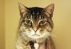 A neutered male tabby cat had its front left paw amputated after being caught in an illegal gin trap. Photo: Phillip Rollo.