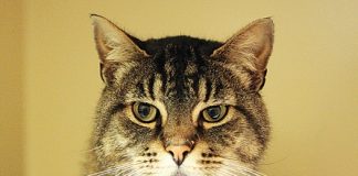 A neutered male tabby cat had its front left paw amputated after being caught in an illegal gin trap. Photo: Phillip Rollo.
