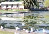 The Modellers Pond in Tahunanui has had a problem with algae and a solution could cost $1million. Photo: Andrew Board.
