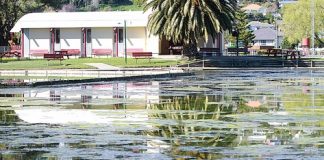 The Modellers Pond in Tahunanui has had a problem with algae and a solution could cost $1million. Photo: Andrew Board.