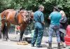 Lewis Stanton argues with a vet and the SPCA on Friday after his horse Barney fell over on Selwyn Pl.
