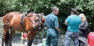 Lewis Stanton argues with a vet and the SPCA on Friday after his horse Barney fell over on Selwyn Pl.