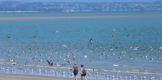 Birds at Tahuna beach yesterday. Photo: Phillip Rollo.