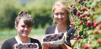 Students Adele Walker, left, and Sonja Walsh with some boysenberries they picked working at Berrylands on the Appleby Highway last week. Photo: Simon Bloomberg.