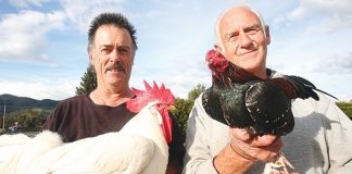 Nelson Poultry and Pigeon Association members, Rodger Buschl, left, and Barry Bensemann with two of the birds they will be entering in the association’s annual show at the Hope Hall over Queen’s Birthday Weekend. Photo: Simon Bloomberg.