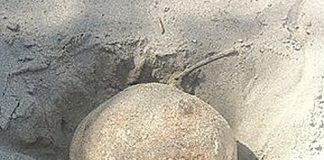The human skull that was found behind Nelson Airport by fishermen in March.