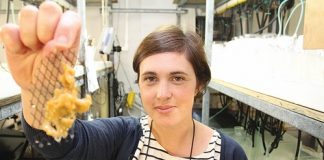 Cawthron scientist Dr Kirsty Smith with a sample of the sea squirts that she received a $300,000 grant to research over the next three years. Photo: Andrew Board.