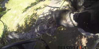 Cathedral trees get a makeover