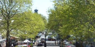 Inner city trees receive sprucing