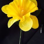 daffodill