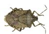 Port on high alert for stink bug