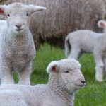 spring lambs crop