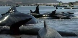 Of 416 whales that stranded on Farewell Spit overnight, only about 100 are believed to have survived. Photo / NZ Herald File