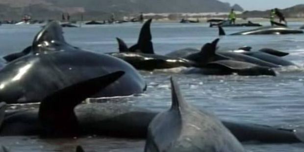 whales_620x310 Of 416 whales that stranded on Farewell Spit overnight, only about 100 are believed to have survived. Photo / NZ Herald File