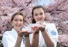 Blossoms at their peak for festival